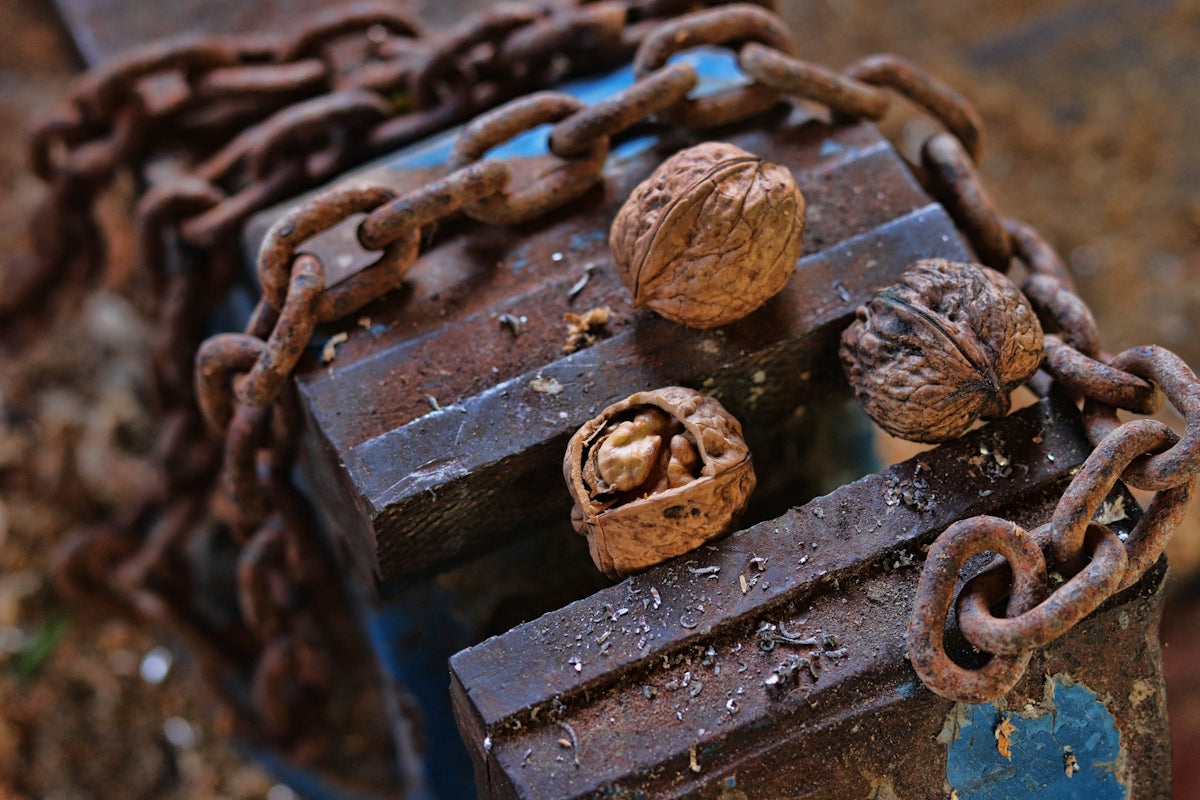 walnuts on brown metal chain