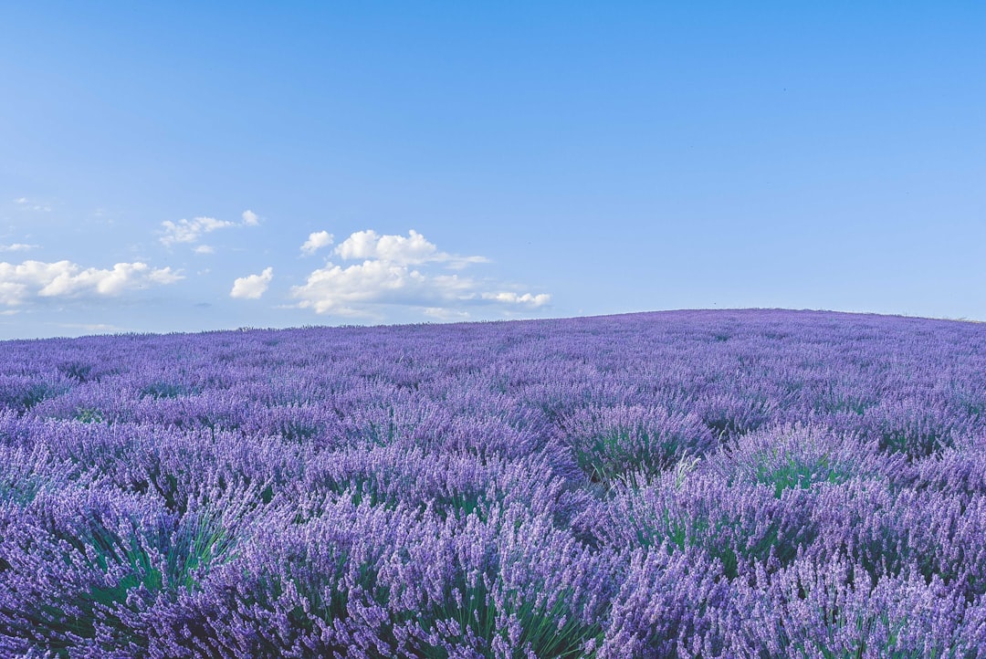 The Soothing Link Between Bath Bombs and Aromatherapy