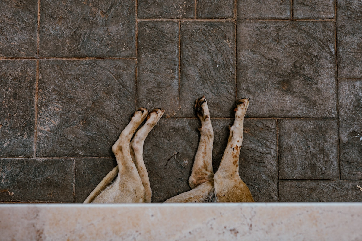 a dog laying on its back on a tiled floor