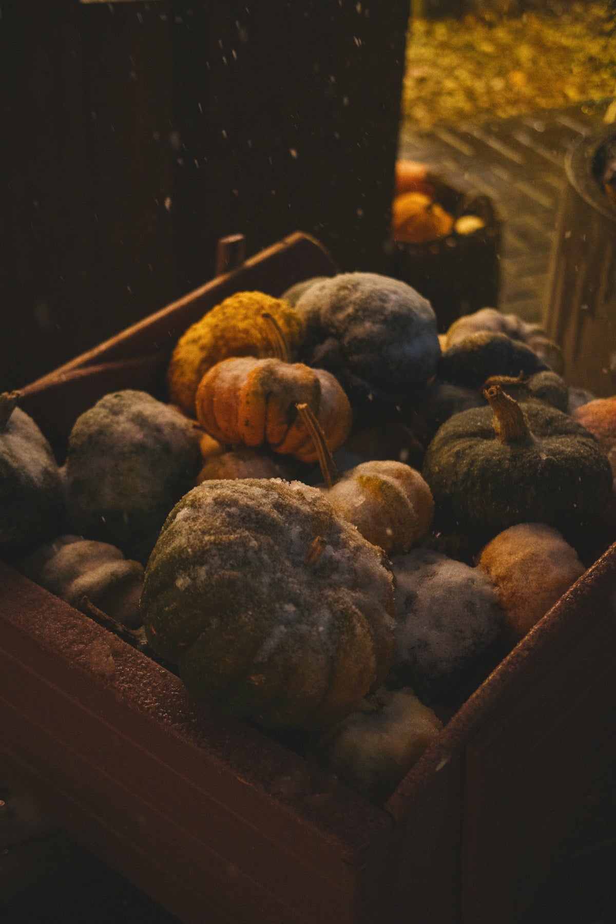 Pumpkins covered in frost in a wooden crate.
